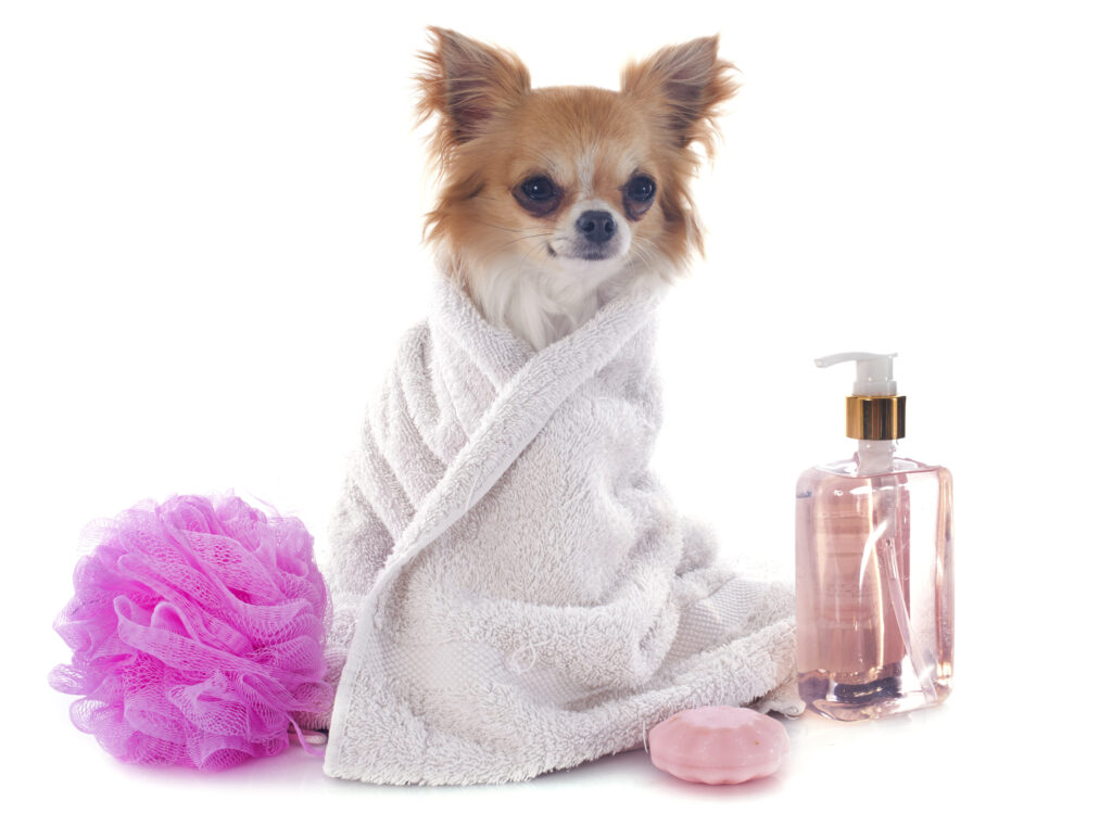 5 Ways To Pamper Your Dog