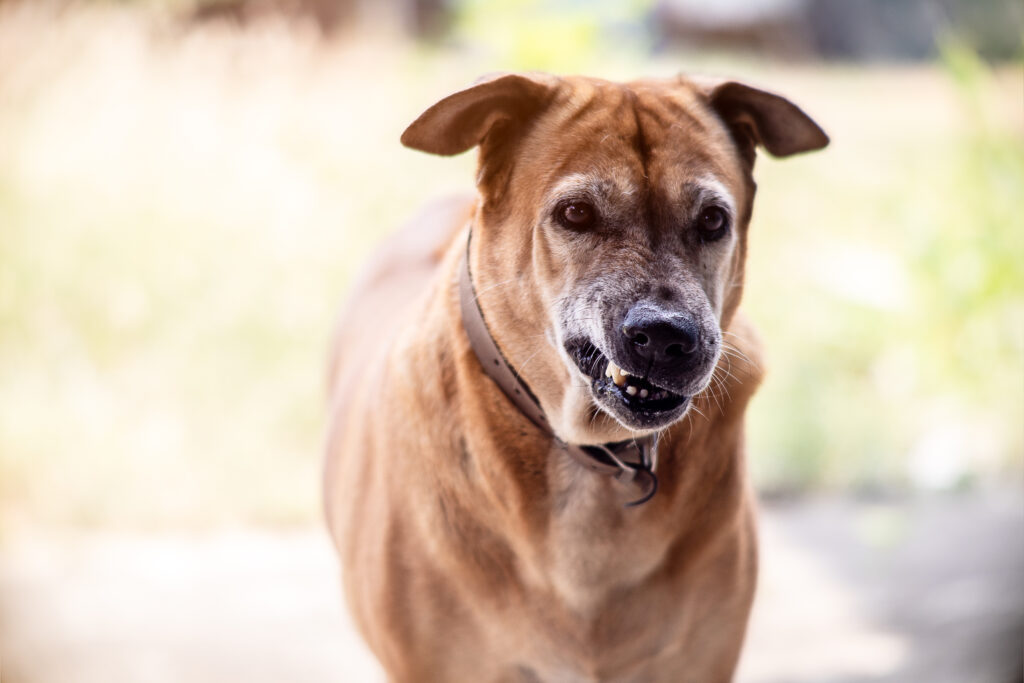 Why Does My Dog Growls At Stranger?