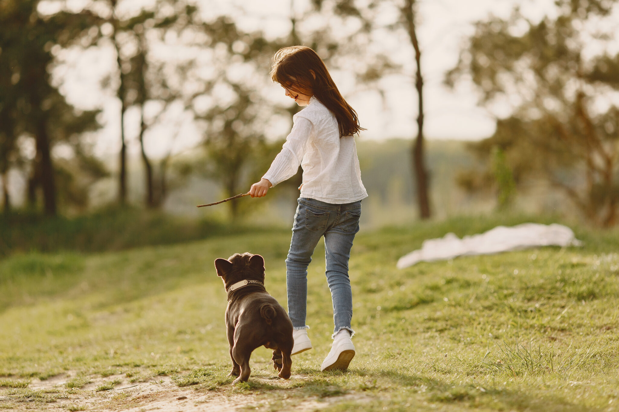 About Dog Training Singapore
