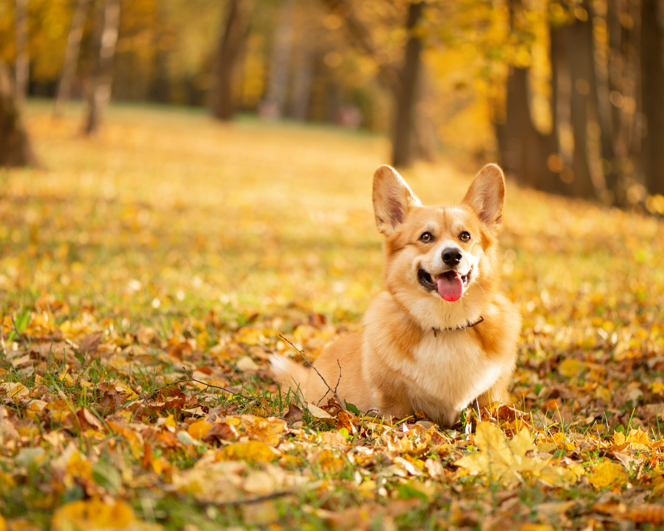 Corgi  in the autumn park on the fallen gold leaves background increase effectivity of dog training