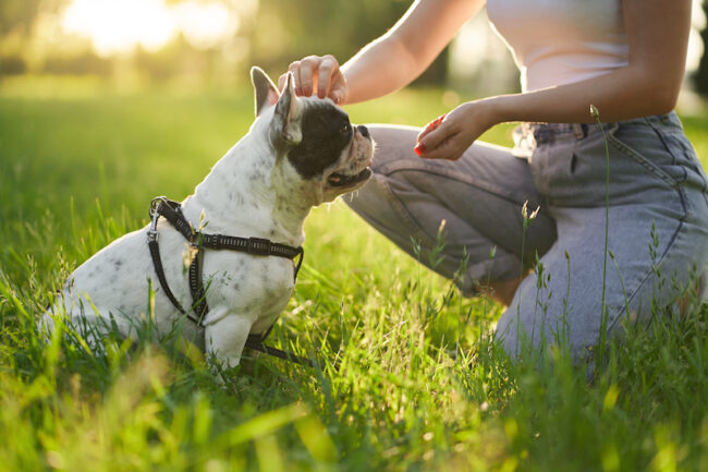 How Early Should you Start Training your Pup? Training your Pup