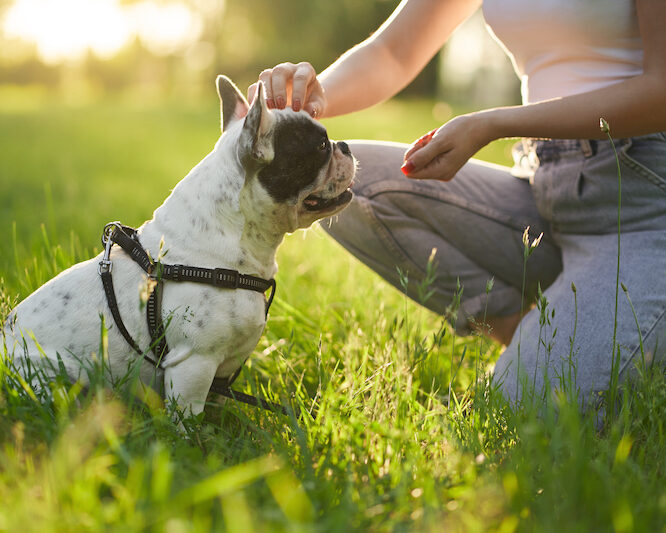 How Early Should you Start Training your Pup? Training your Pup