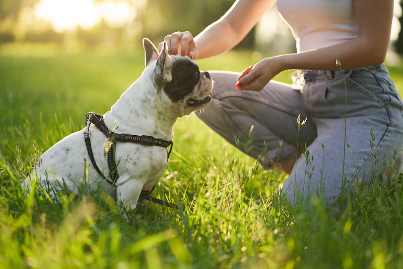 How Early Should You Start Training Your Pup?
