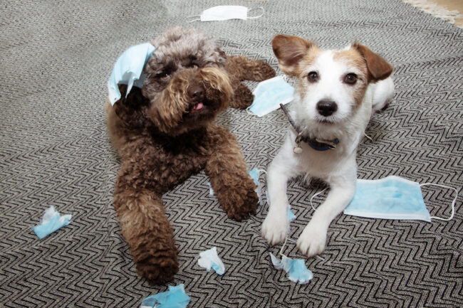 Separation Anxiety in Dogs Separation Anxiety in Dogs