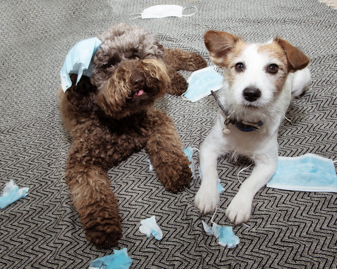 Separation Anxiety in Dogs Separation Anxiety in Dogs