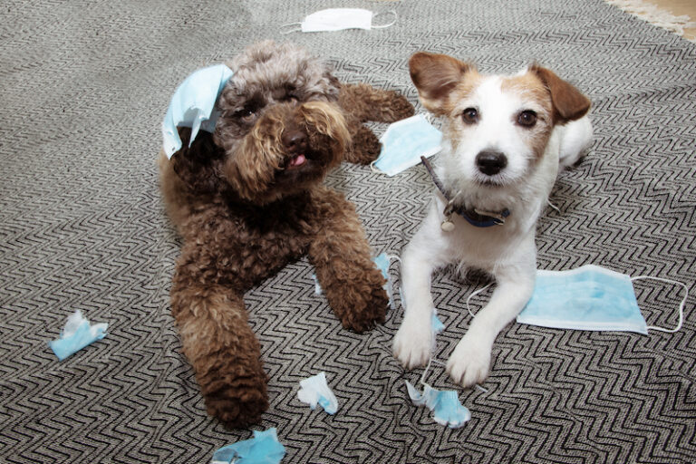 Separation Anxiety in Dogs