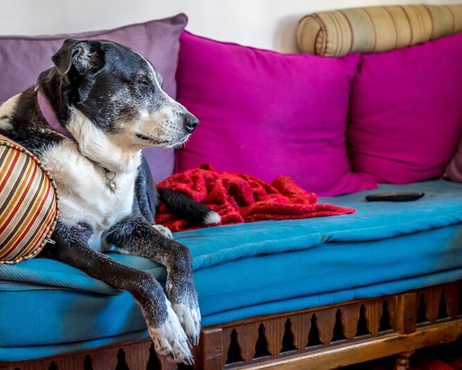 6 Simple Ways to Keep Your Senior Dog Healthy and Happy 6 Simple Ways to Keep Your Senior Dog Healthy and Happy