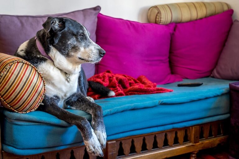 6 Simple Ways to Keep Your Senior Dog Healthy and Happy