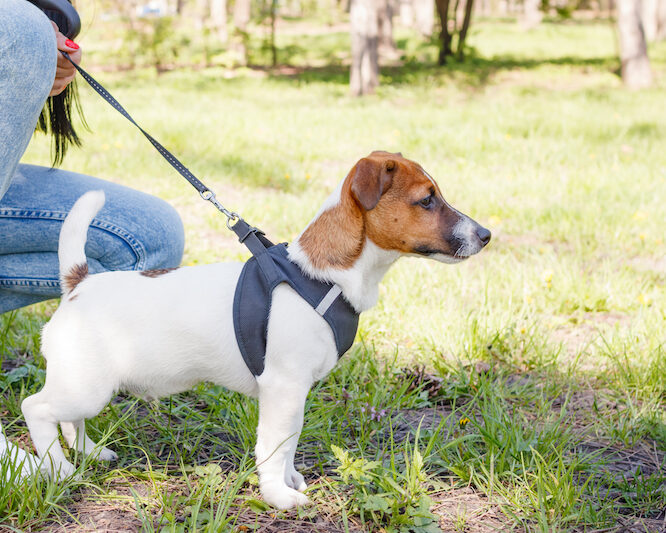 How to Make Your Puppy Comfortable With the Leash?