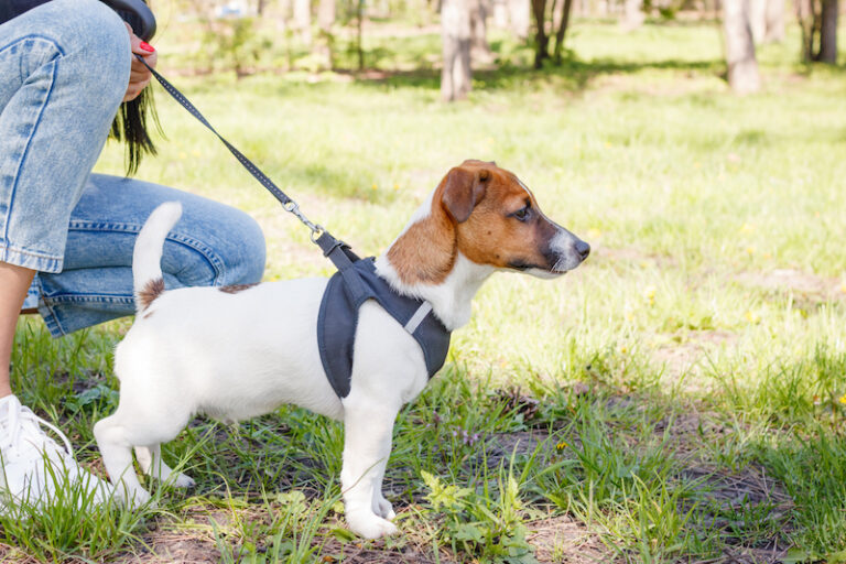 Make Your Puppy Comfortable With the Leash