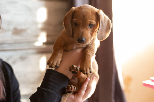 New Furbaby