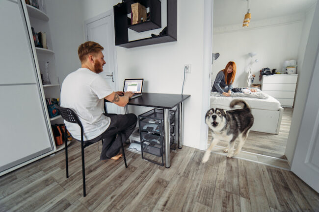 dog behaviour problems dog behaviour problems