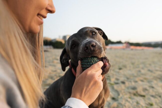 6 Dog-friendly Places in Singapore Dog-friendly