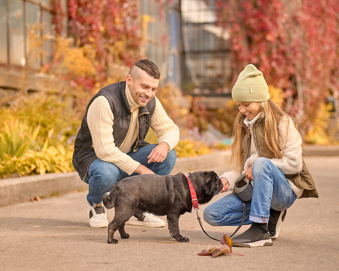 Using Positive Reinforcement Effectively To Train Your Dog Using Positive Reinforcement Effectively To Train Your Dog