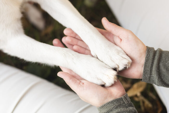 adopting a dog Adopting