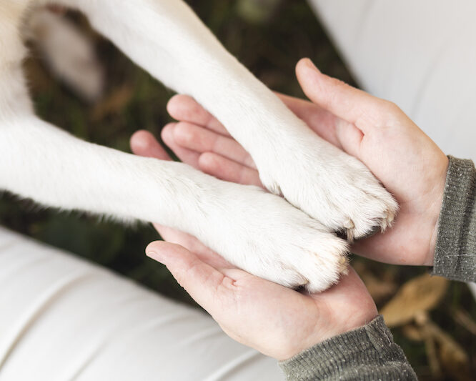 adopting a dog Adopting