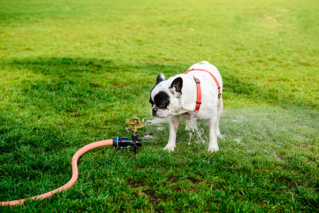 Help Your Dog Stay Cool on a Hot Summer Day Your Dog