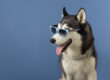 Dog Training