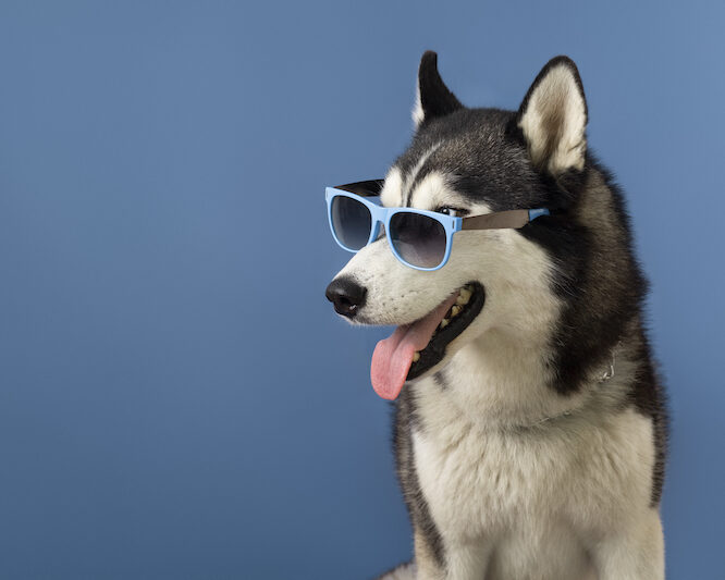 10 Misconceptions About Dog Training Dog Training