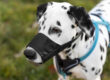 Muzzle