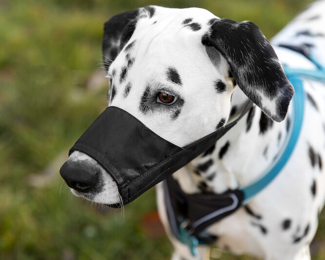 can a dog eat with a muzzle on