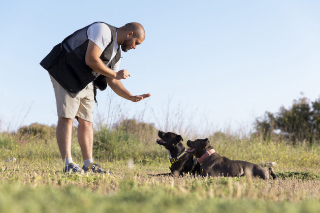 Is Dog Training Really Required? Training