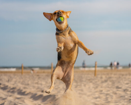 How Much Exercise Do Dogs Need? Exercise