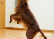 Jumping