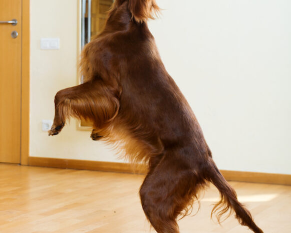 How to Stop Your Dog From Jumping on People Jumping