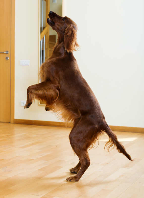 How to Stop Your Dog From Jumping on People Jumping